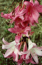 Newington Cemetery: belladonna lillies