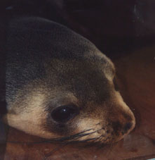 Mac - baby Sub Antarctic Fur Seal